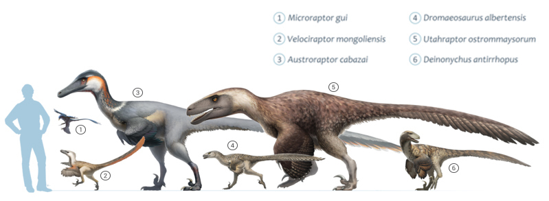 Several Predatory Birds of the Cretaceous Period