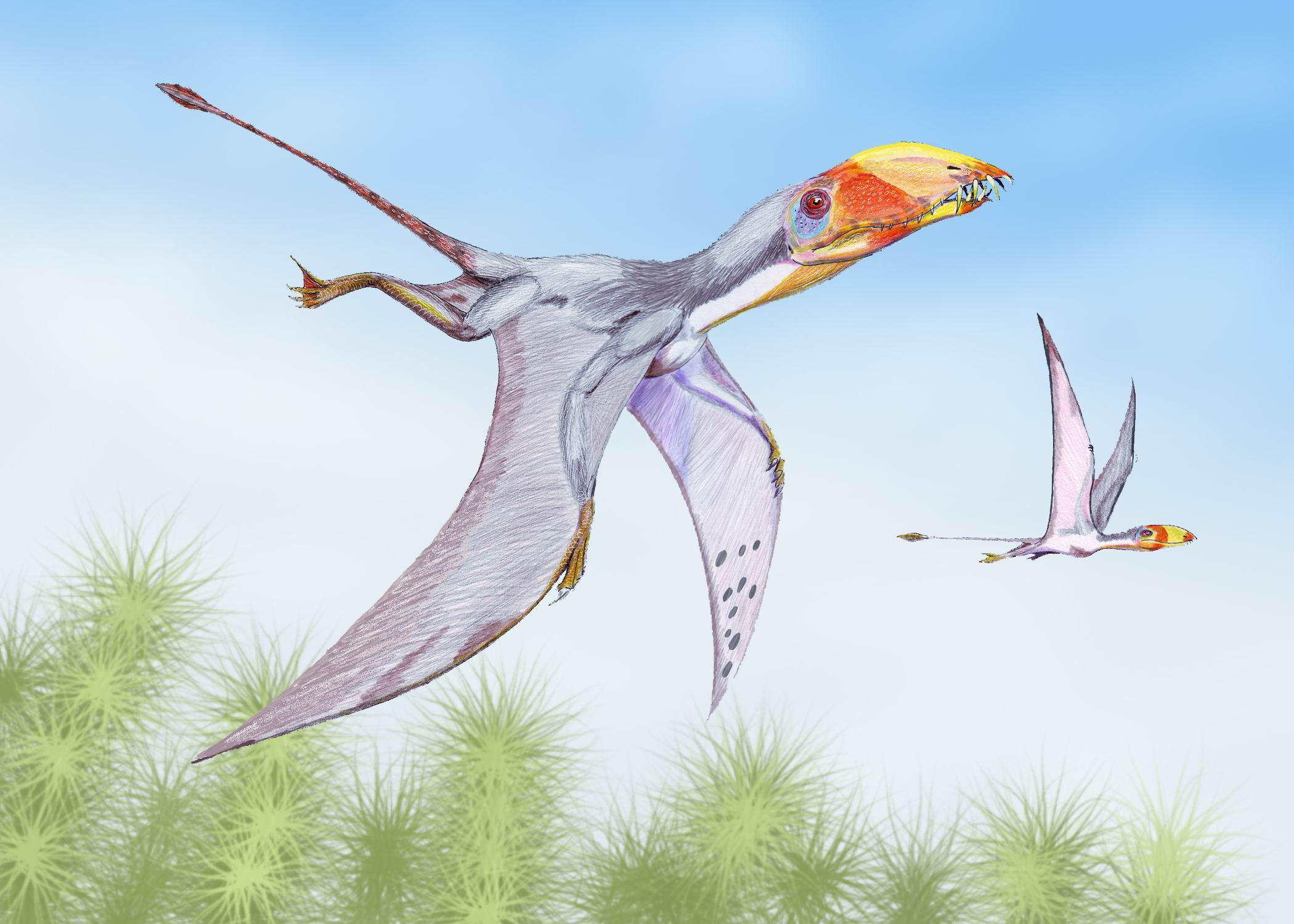 Flying Rhamphorhynchoid known as Dimorphodon macronyx
