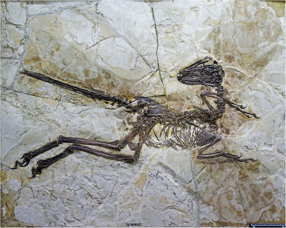 'Feathered Dinosaur' named Zhenyuanlong