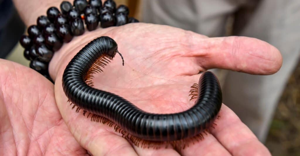 African Giant Black Millipede