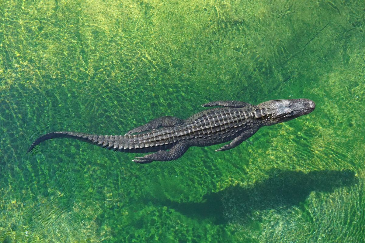 alligator swimming in the water