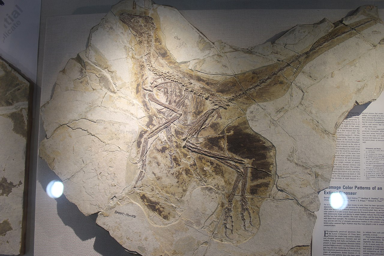 Anchiornis Huxleyi: Late Jurassic feathered dinosaurs or ancestral bird