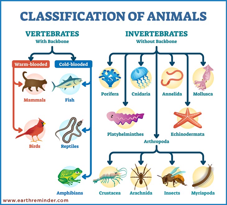 animals classification chart