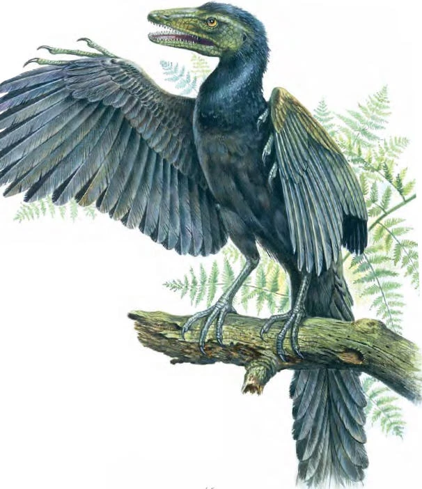 Archaeopteryx