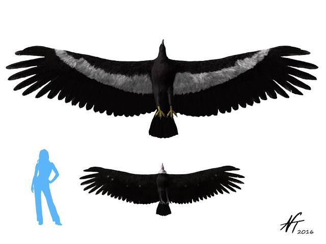 Argentavis magnificens