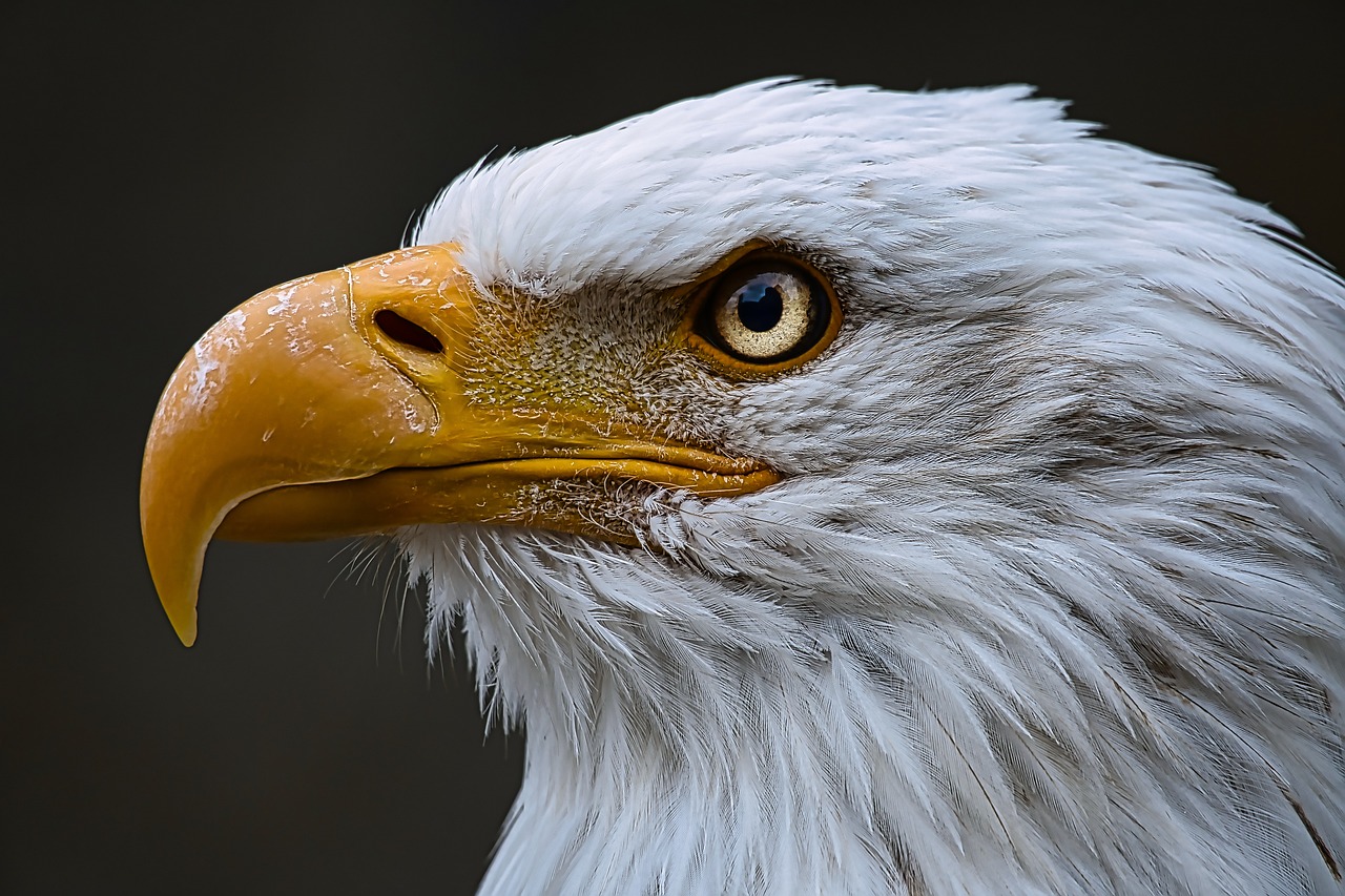 Head of Bald Eagle