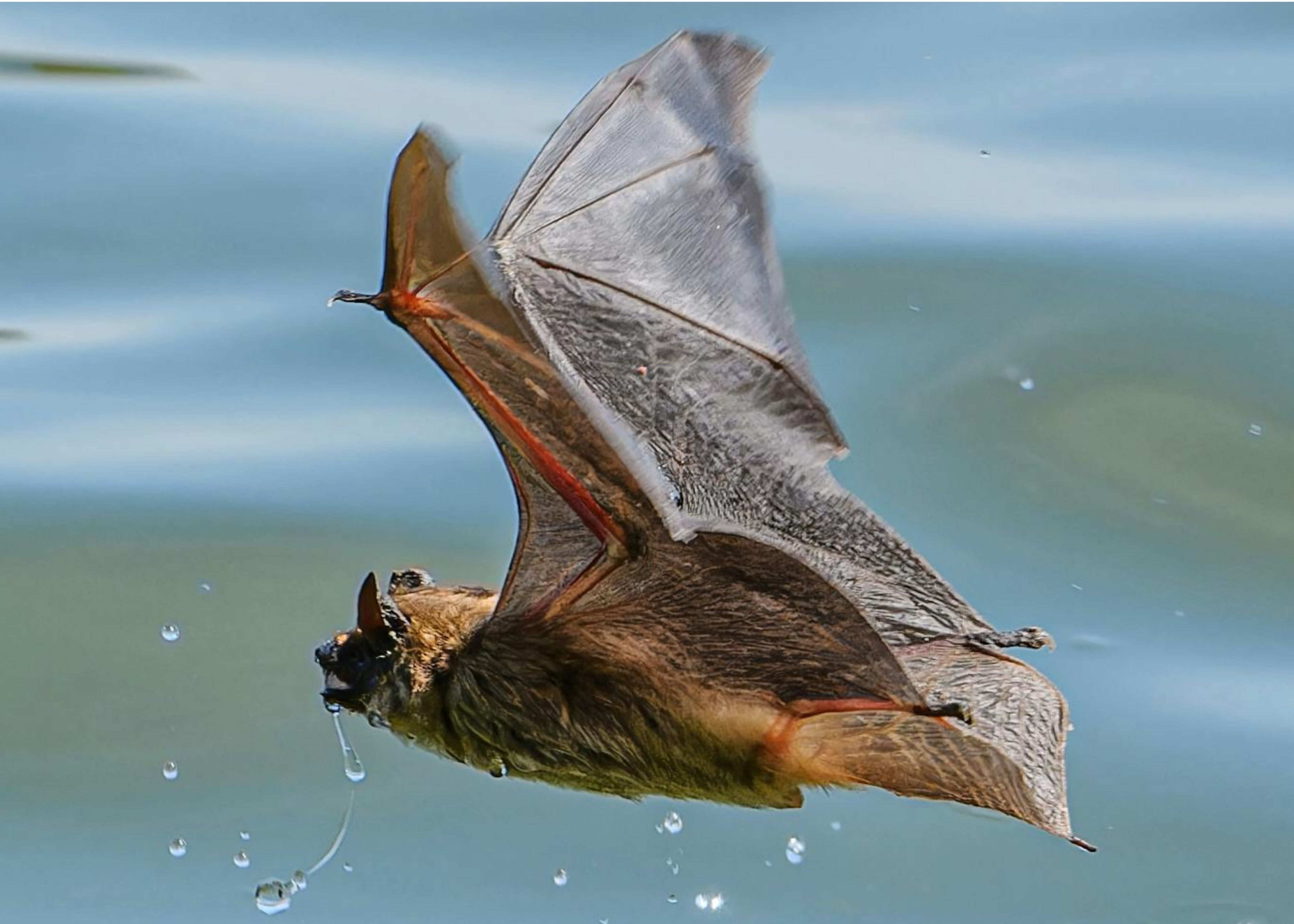Flying Bat