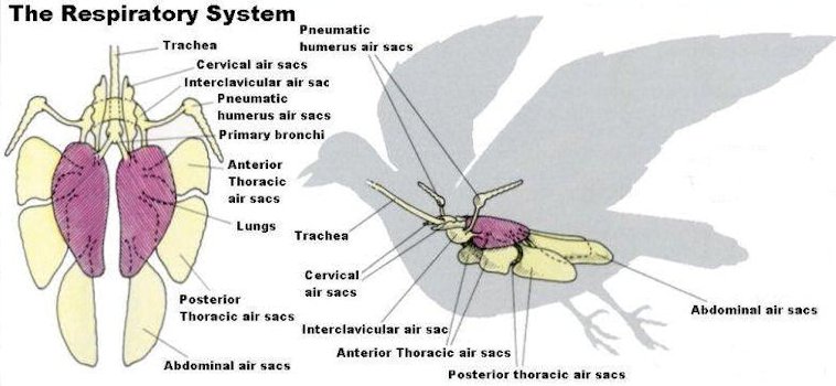 Diagram of a Bird's Respiratory System