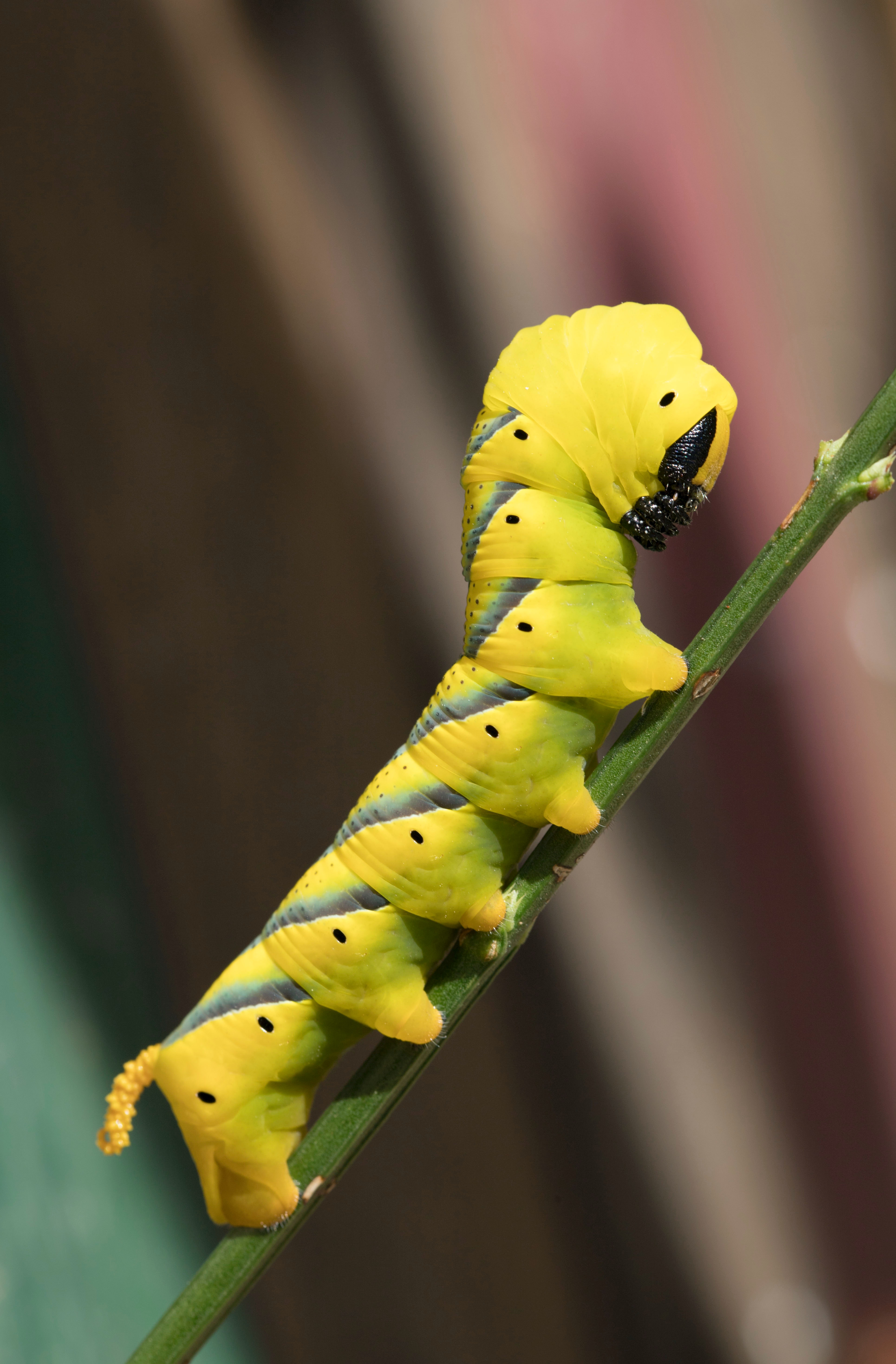 Caterpillar