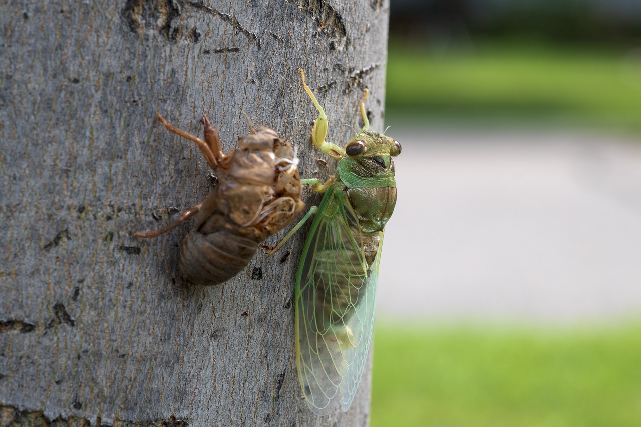 Cicada Insect next to its Shell After Molting