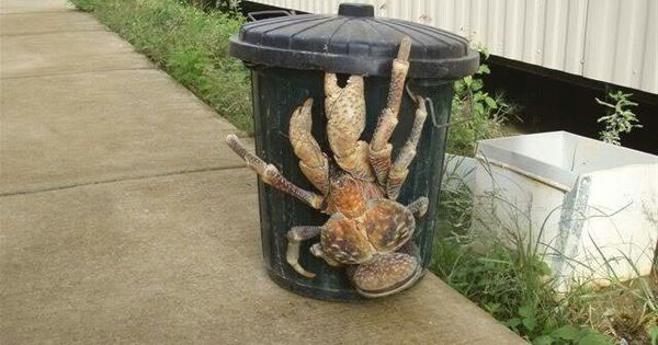 Coconut Crab on the side of a trash can
