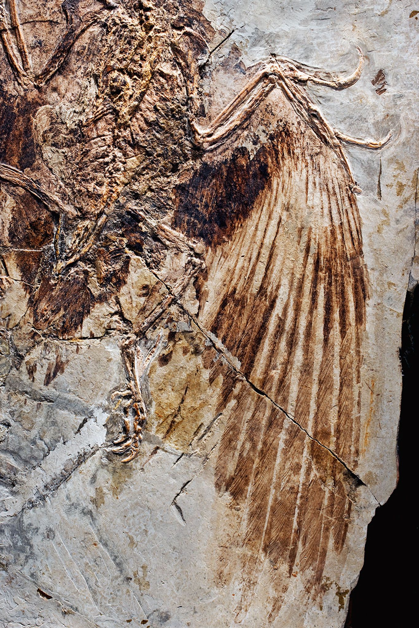 Fossil showing the feathered wing of Confuciusornis