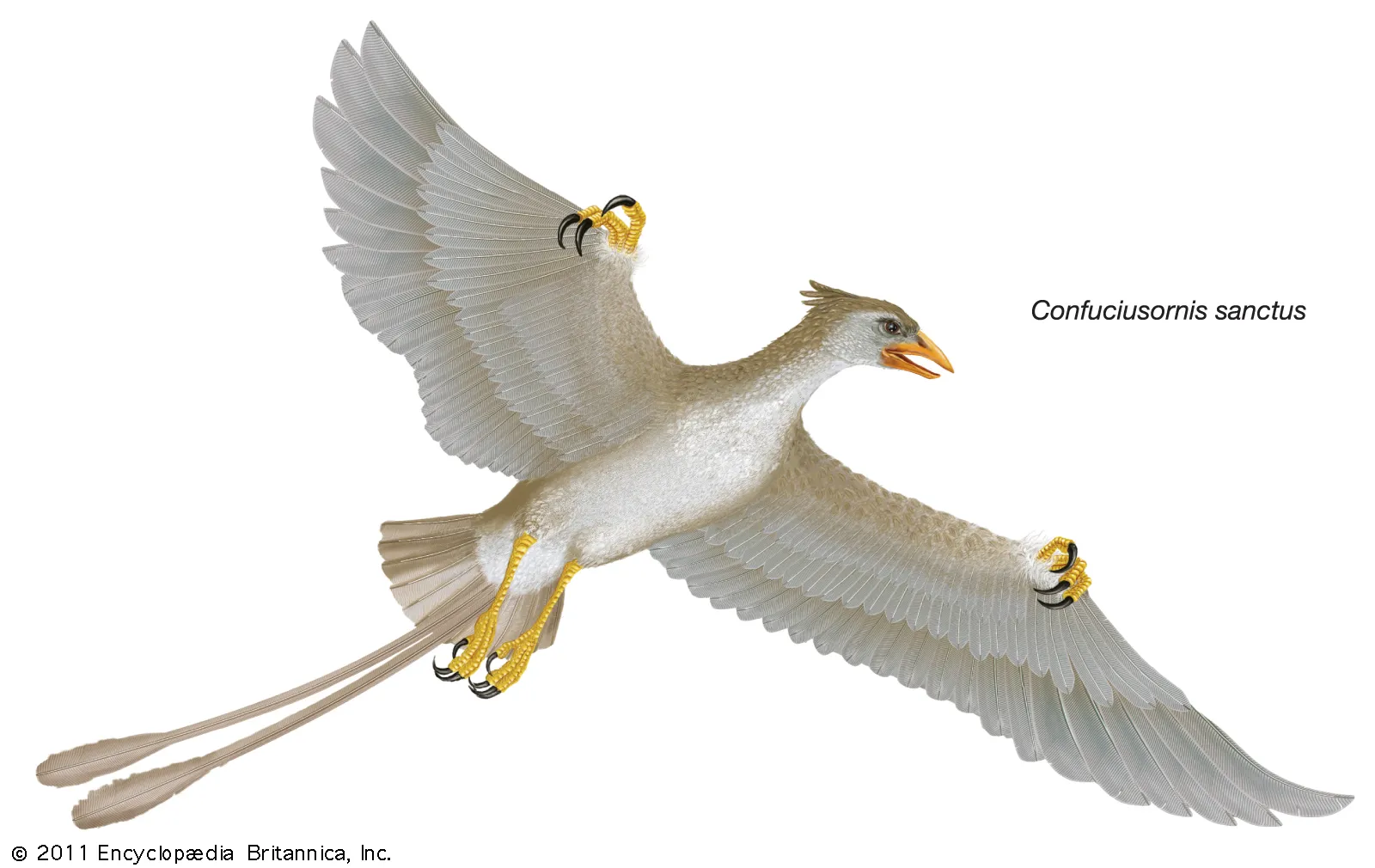 Flying Confuciusornis