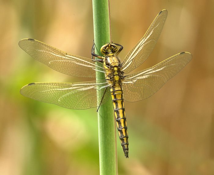 Dragonfly