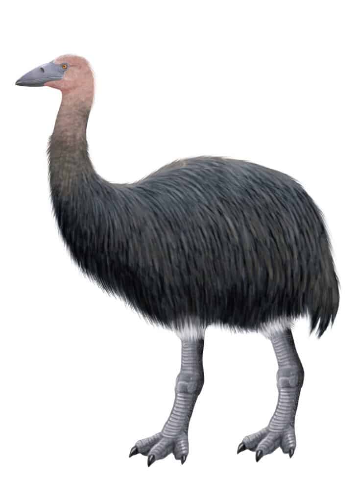 Elephant Bird