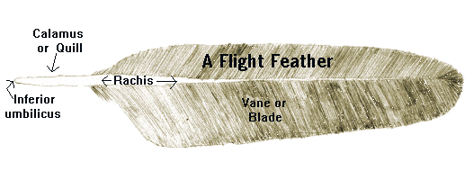 Drawing identifying parts of a asymmetric feather.