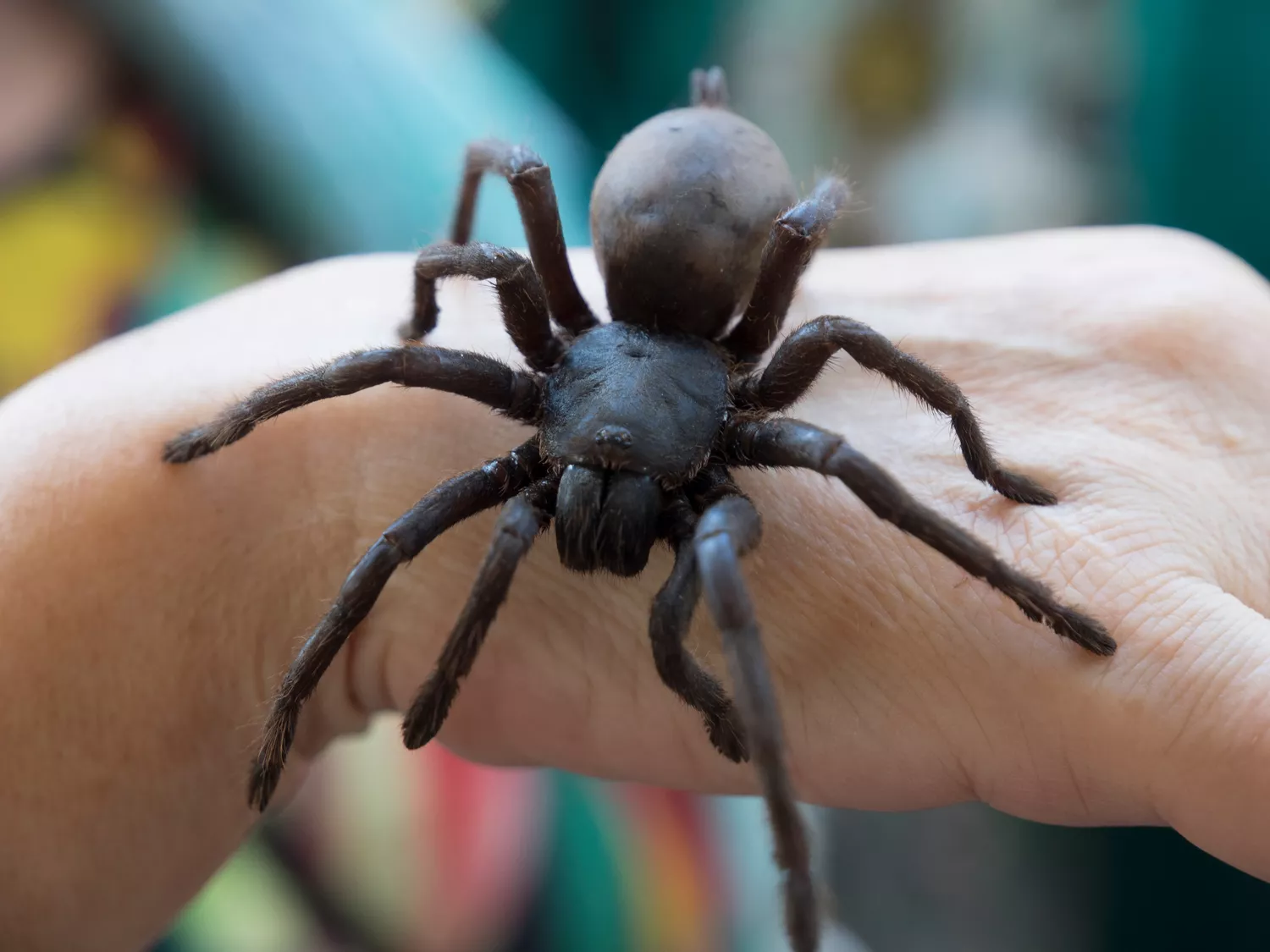 Goliath Birdeater crawling on a person's  hand
