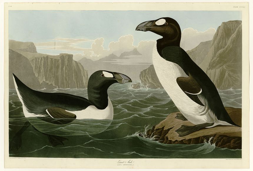 Great Auks