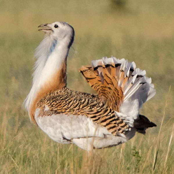 Male Great Bustard