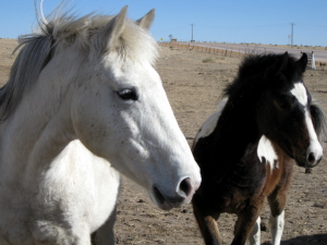 horses