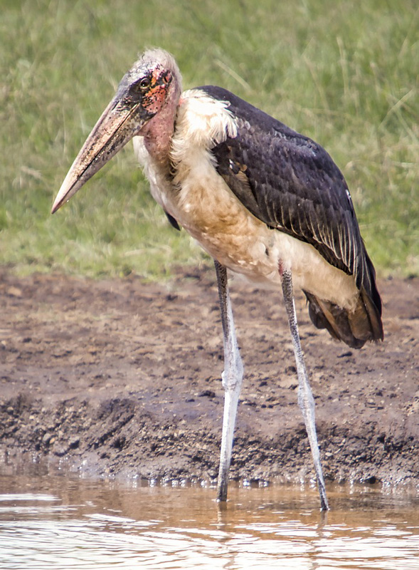 Marabou stork
