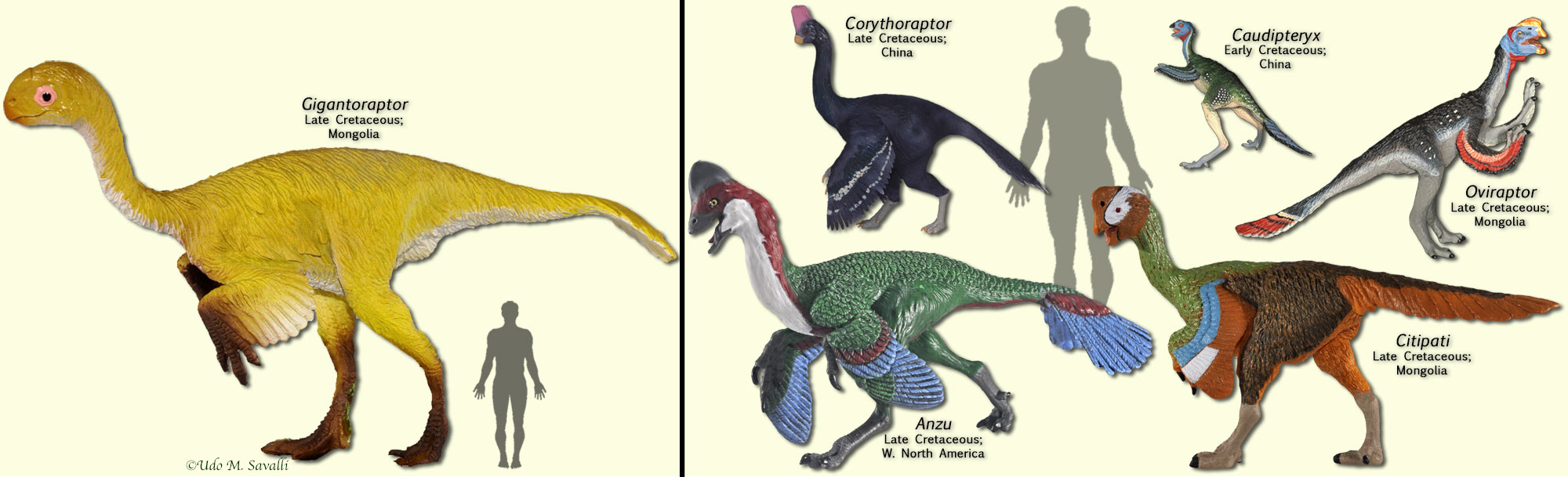 Several Ostrich Like Theropod Dinosaurs