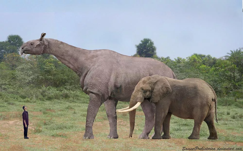 Paraceratherium