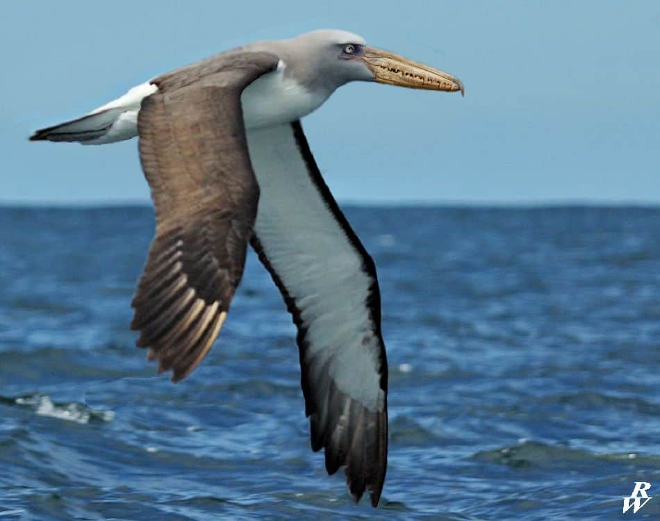 Pelagornis sandersi