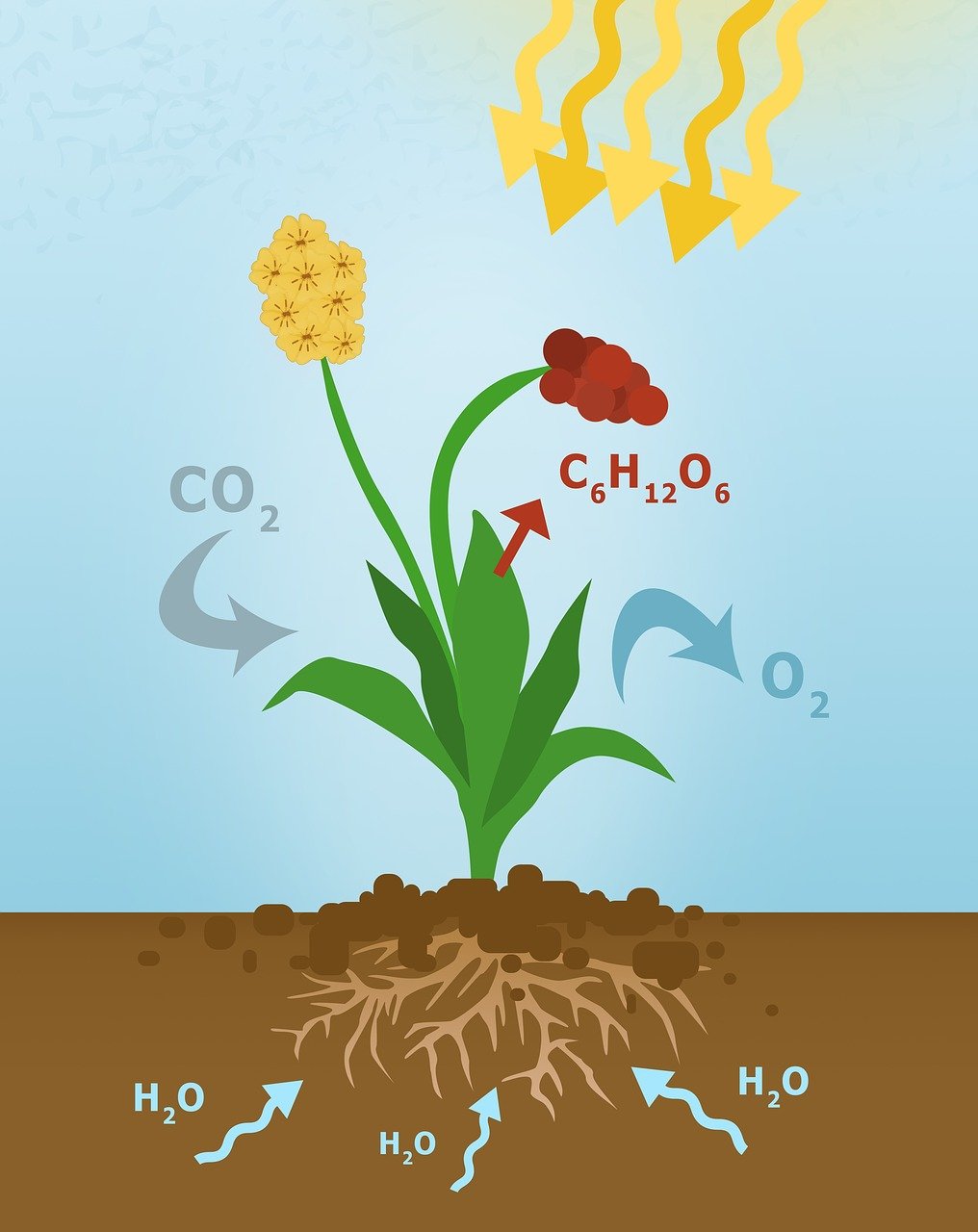 Diagram showing how plants take in carbon dioxide, water, and sunlight to create carbohydrates while releasing oxygen.