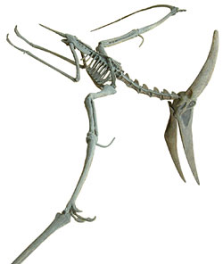 pteranodon skeleton mount