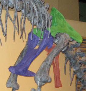 Photo of saurischia hip skeleton showing distictive pubis bone