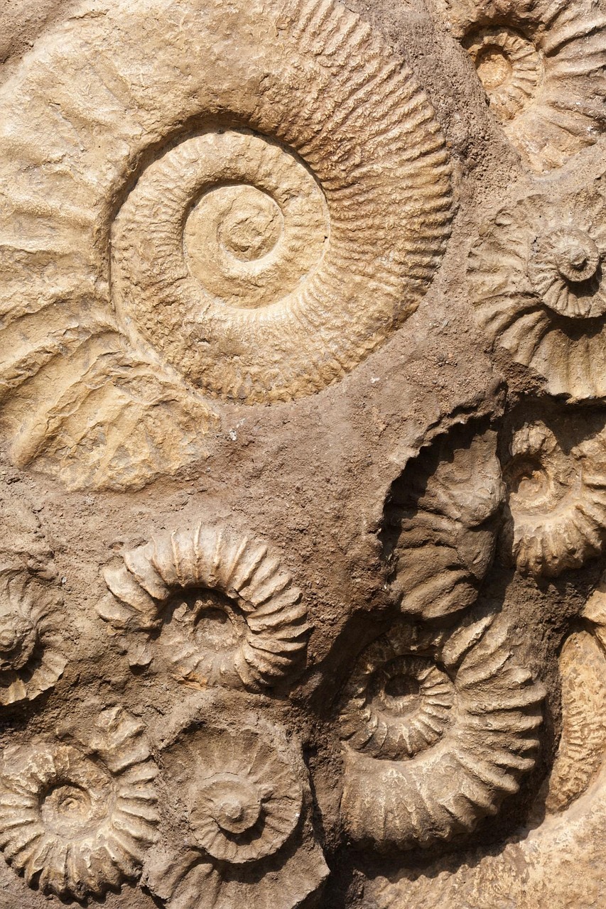 Ammonites Fossils