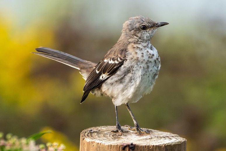 sparrow standing on a post