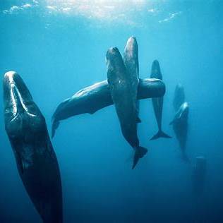 Sperm whales floating vertically as they sleep.