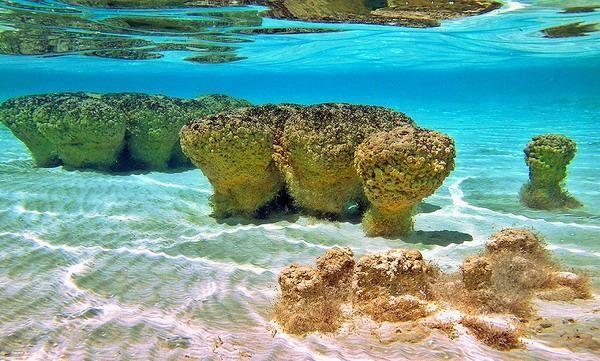 Stromatolites found in Western Australia