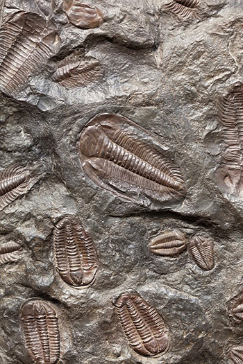 trilobites