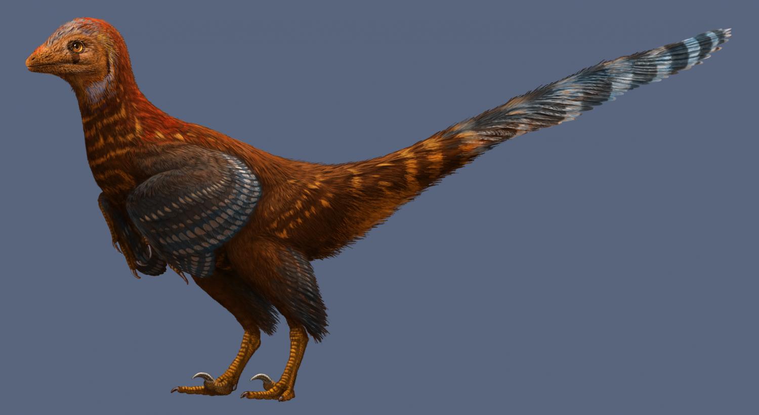 troodontid