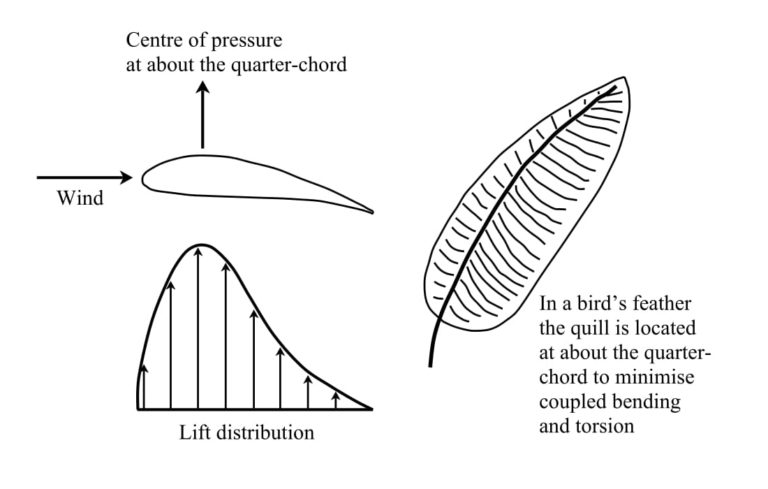 Drawing showing why feathers are asymmetric