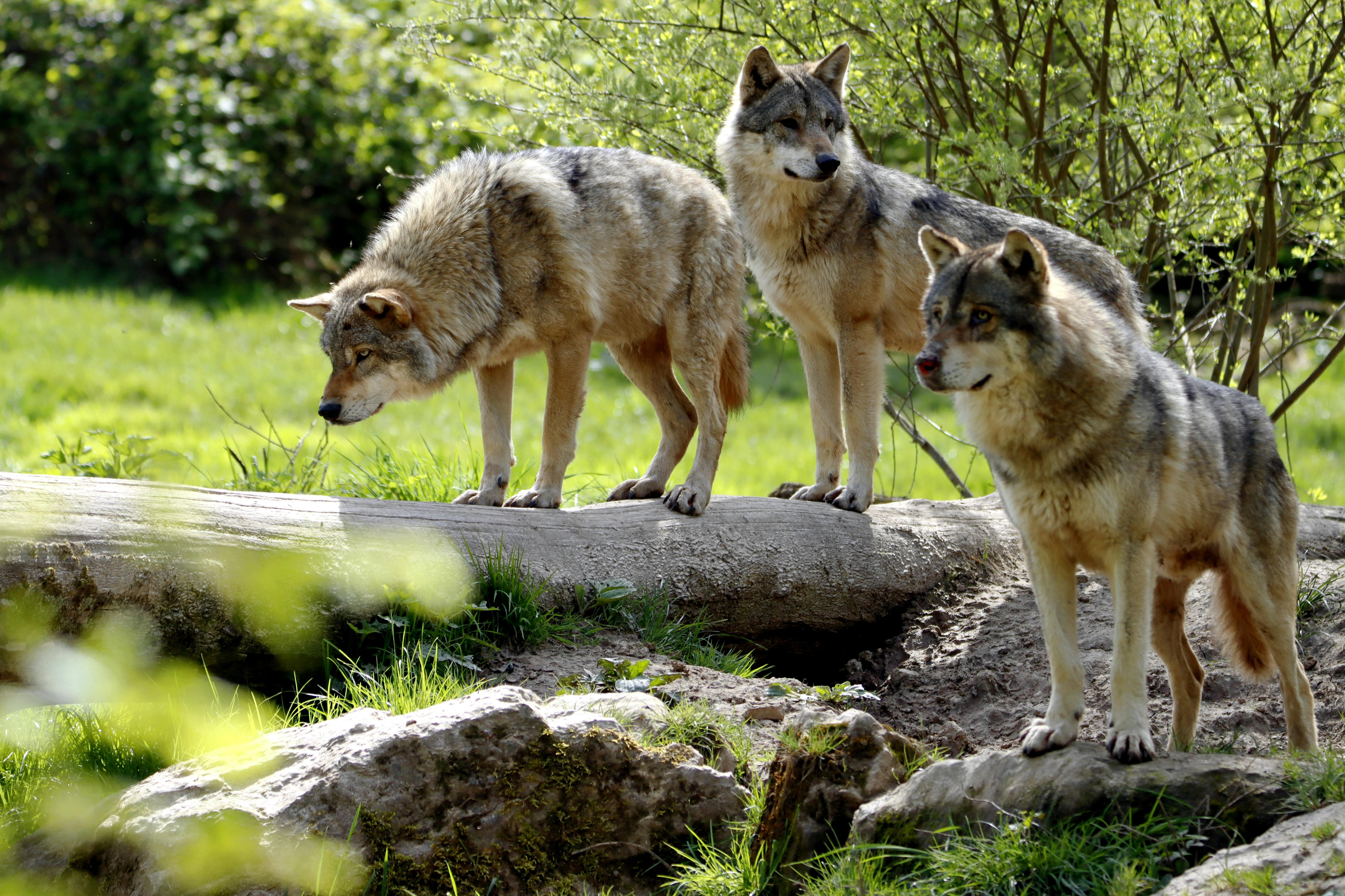 Wolves at Yellowstone Park